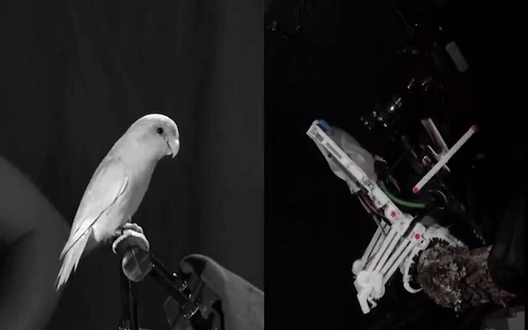 |Stanford engineers 3D-print robot birds