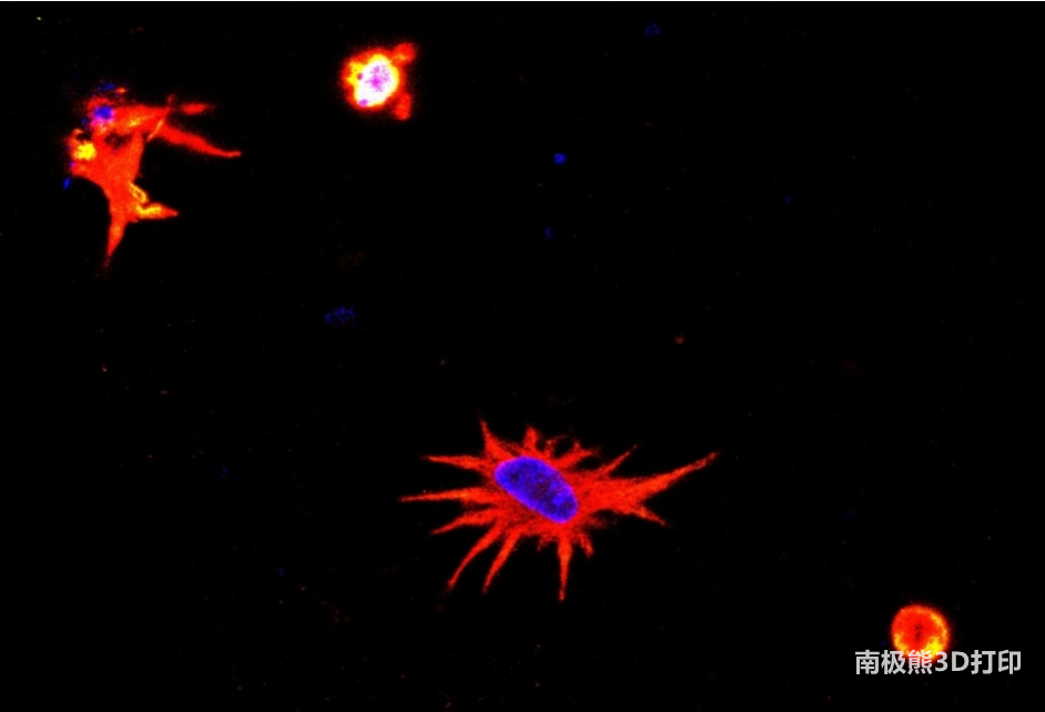 Researchers in Brazil have developed a new way to 3D print brain cells that live for more than two w