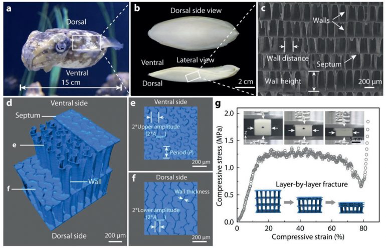 A new breakthrough has been achieved by 3D printing artificial muscles that can easily lift up to 1,